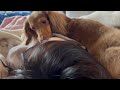 寝てる間に顔をぺろぺろ舐める犬 チワックスれあ