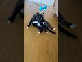 猫観察してたら‥