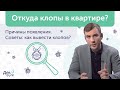 Откуда клопы в квартире: как избавиться от клопов ❓ Обработка от клопов💯