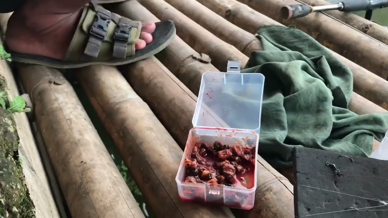 RESEP IKAN LELE GACOR MANCING HARIAN KILOGEBRUS