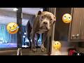 Funny Dogs Compilation – Best Dog Videos 2025 🐕🤣 #116