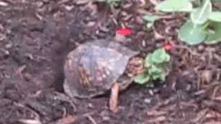 Wild box turtle laying eggs in maryland backyard