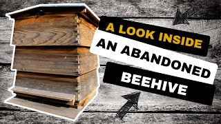 You Won't Believe What The Bees Have Done Inside This Beehive!