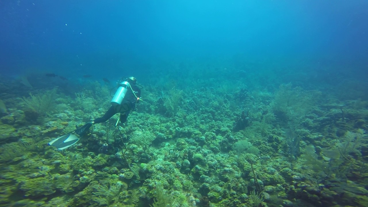 Scuba Diving in St. Kitts February 2017 Video 3 YouTube