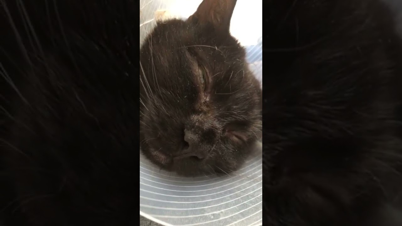 Beanz The Black Cat Enjoying Some Sleep Until……