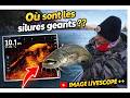 Ou sont cachés les silures géants / images livescope ++