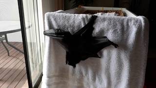 James The Baby Bat Suns Himself Very Vocal And Being A Character .
