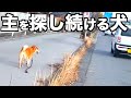 危ない国道にいた迷子の柴犬と飼い主探し〜