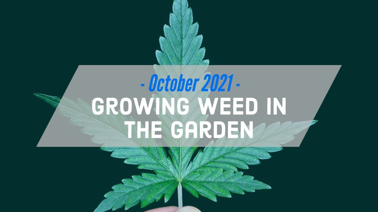 October 2021 - Johanna Silver "Growing Weed in the Garden"