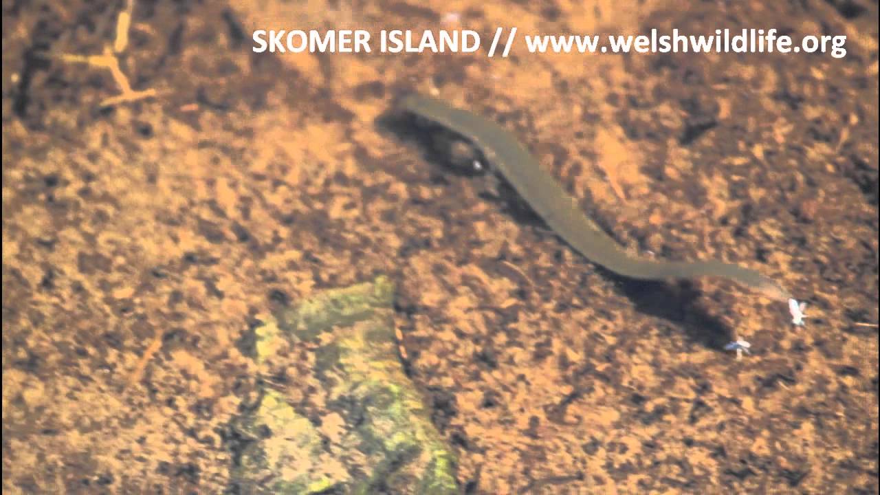 Freshwater Leech - Wonderful swimmers, amazing movement Skomer