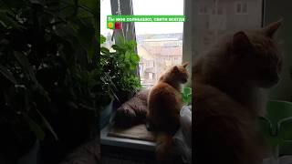 21.05.25  Солнышко отдыхает,претензий нет .#кошки_приколы