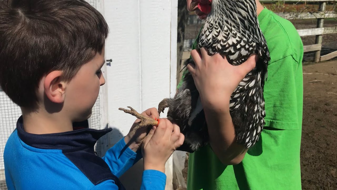 How to put a leg band on a chicken YouTube