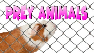 A quick old snippet on guinea pigs being prey animals by Cavy Central Guinea Pig Rescue with Lyn 547 views 1 year ago 3 minutes, 11 seconds