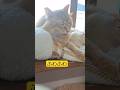 ふわふわ猫🐱