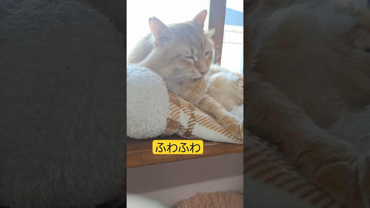 ふわふわ猫🐱