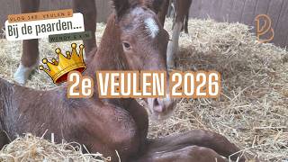MONA IS BEVALLEN!!! Midden op Koningsdag bevallen van haar veulen 👑