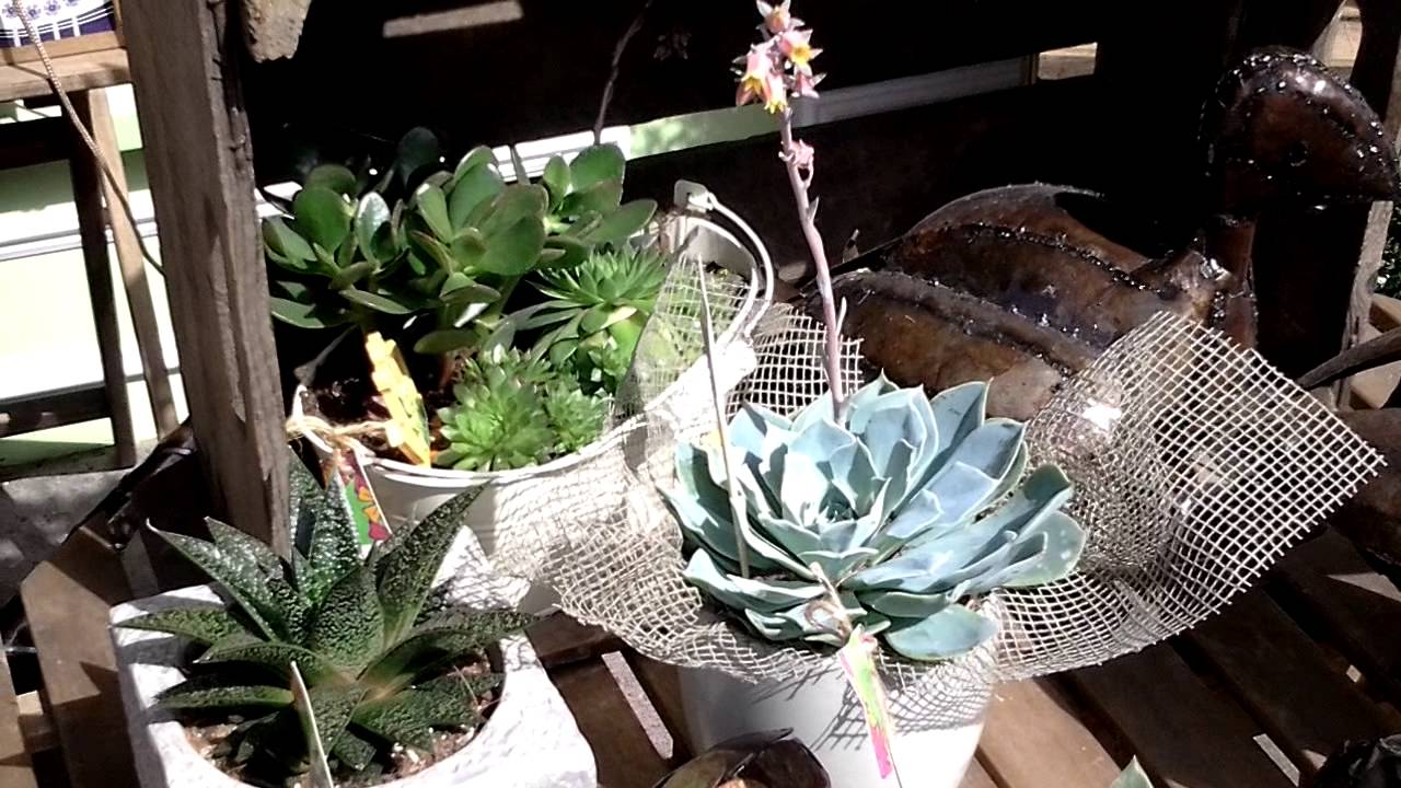 Colonnade Florist plant display