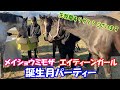 エイティーンガールとメイショウミモザの誕生月に生牧草を頂きました