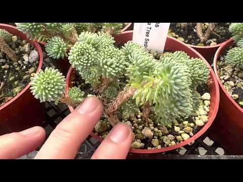 Video: How To Grow A Small Sedum Tree - Growing Tree Stonecrop