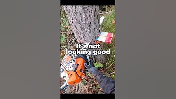 How NOT to Fell a Tree #fail #treefelling