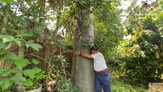 Seven types of Baobab in Thai garden visited, Ep.27