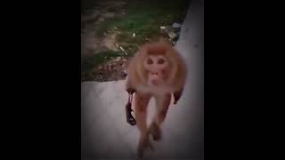 ⚠️ mad monkey ⚠️ | #monkey #zombie #madmonkey #radiation #edit #subscribe #like #comment