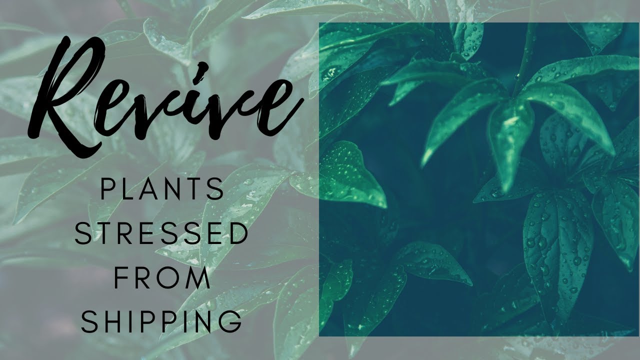 How to Revive Plants from Stress of Shipping Online Plant Shopping