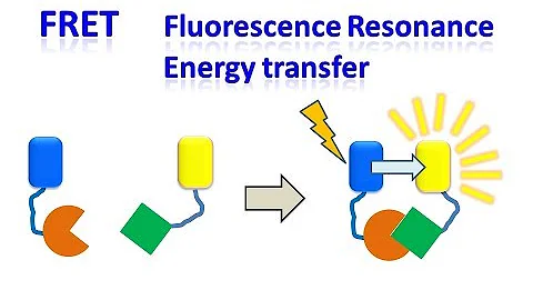 FRET | Fluorescence resonance energy transfer