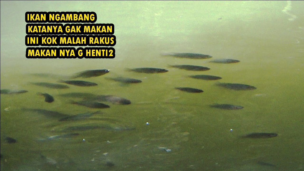 Apa Tidak capek narik nya kalau ikan nya sebanyak ini yang makan