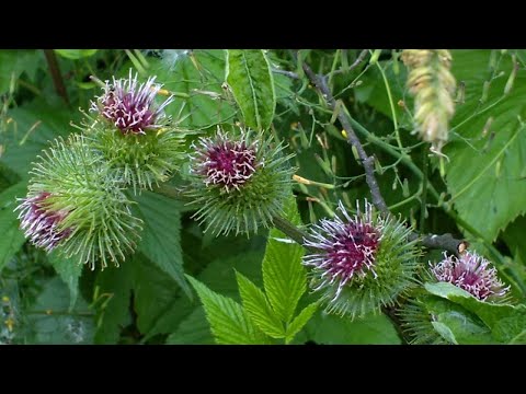 Vídeo: L’ús De Bardana Amb Finalitats Medicinals