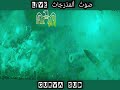 Music Raja فيراجنا يا لولاد 