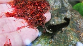 I gave 1,000 tubifex worms to hungry baby salamanders.