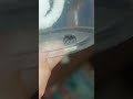 Meet ZeeZee #jumpingspider #spider #Spiderman #animallovers #segagirladventures #nerdygirl