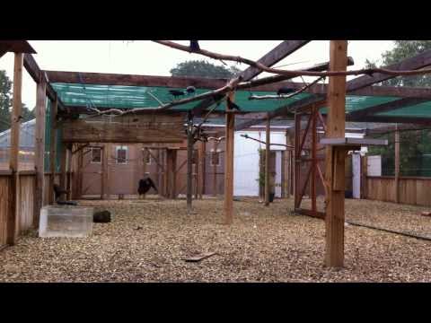 Social interactions affect rooks in a social string-pulling task