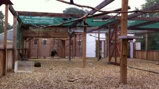 Social interactions affect rooks in a social string-pulling task