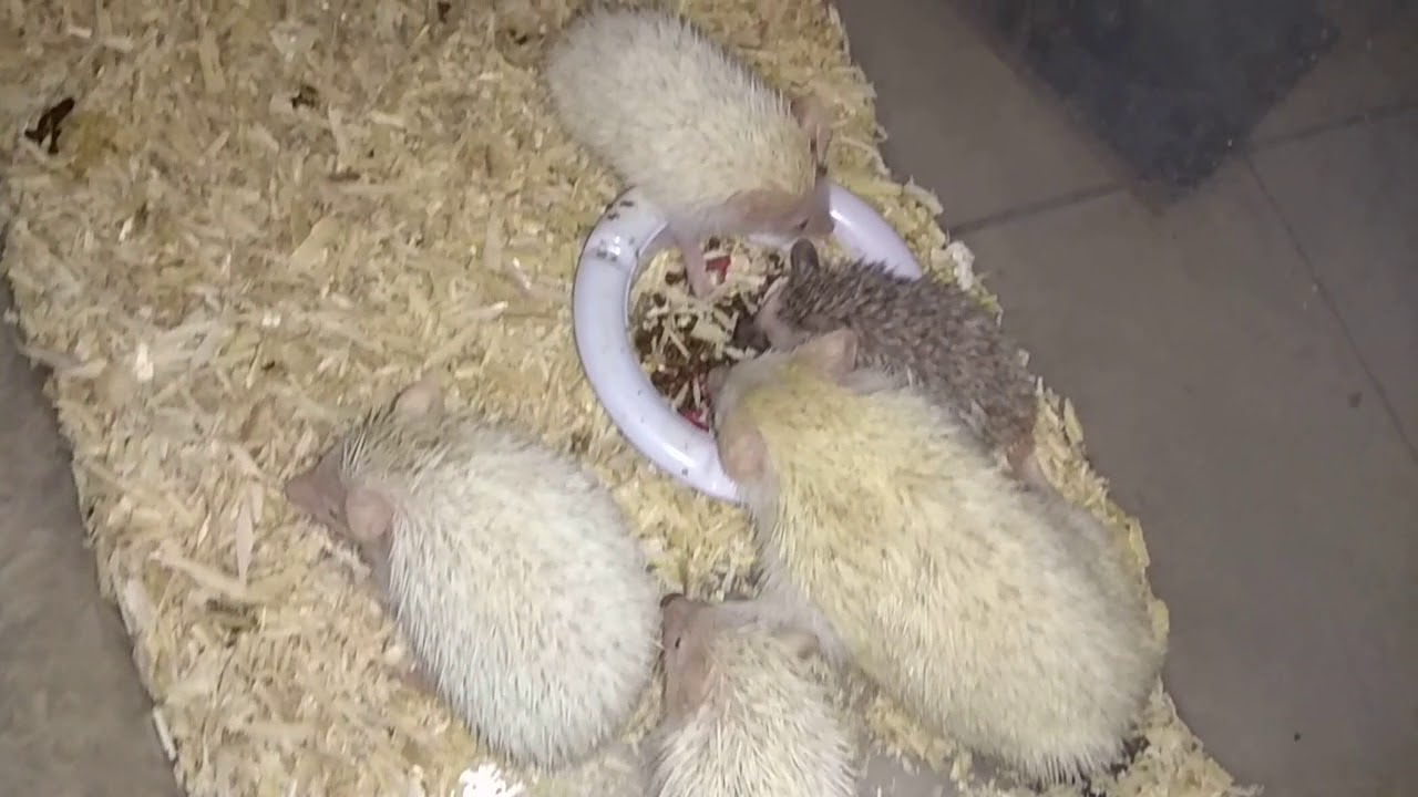 Ternak landak mini di rumah (2) 