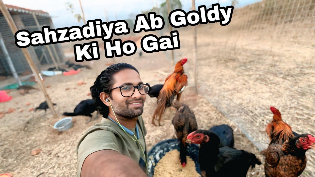 Sari sahzadiya ab goldy ki ho gai ❤️