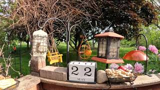 My Funky Friday Morning Bird & Squirrel Feeder Livestream