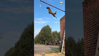 flying Belgian malinois #shorts#dogjump #dog