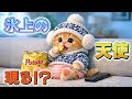 【AI子猫ピコ】はじめての挑戦!転びそうになっても前に進むピコの姿が尊すぎた!
