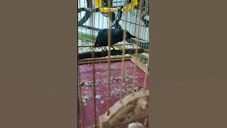 cingcoang / jongkangan biru gacor teler #fyp #animals #cingcoang #birds #burungkicau
