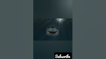 Shark attack, Megalodon Shark,  Shark pictures, like #shorts