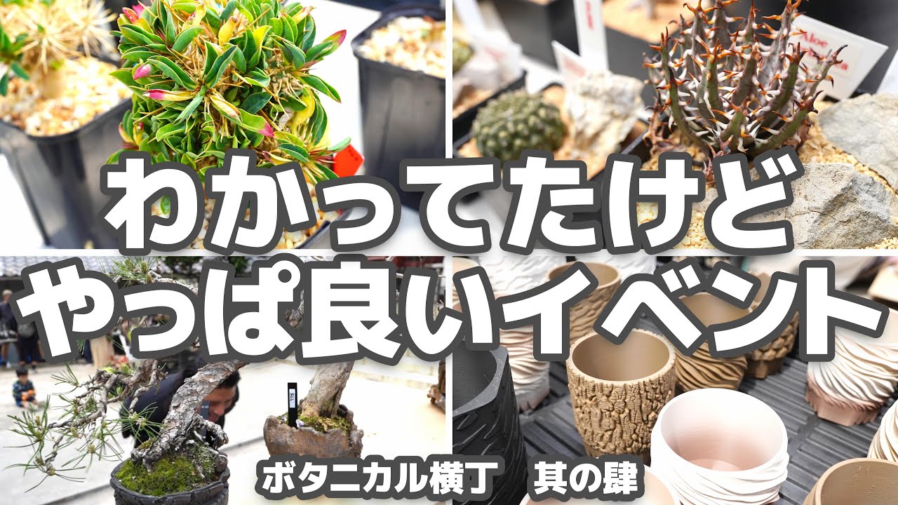 【塊根､多肉､盆栽も】様々な珍奇植物集合の楽しいイベント【ボタニカル横丁】