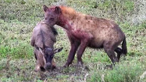 baby wildebeest saved from hyena's jaws - part 3 - by its mum !!! - DayDayNews