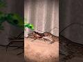 Predator🦎Vs🦗#crab #fish #scorpion #millipede #monkey #shorts #frog #dogs #insects #nature#tiktiki