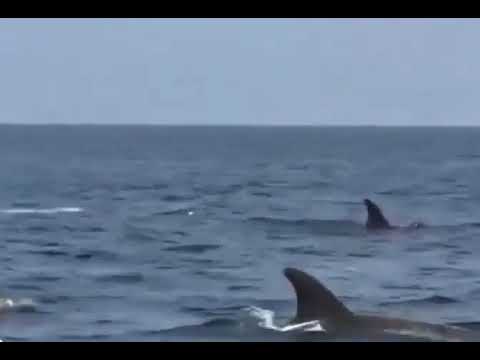Pink dolphins spotted off the coast of Oman