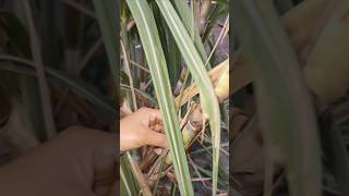 ||My Farm|| ganna ka plant ♥️#gardening#viral video#trending