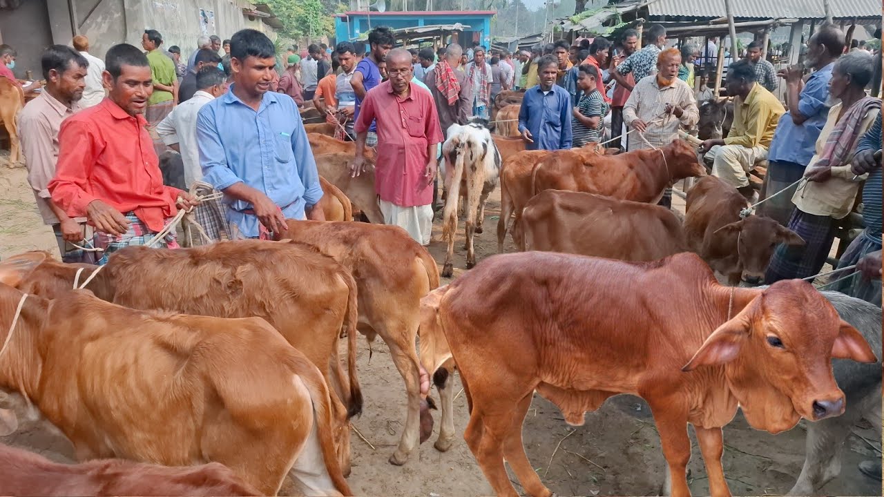 আজ ৬/৪/২৬ | প্রচুর চাহিদা সম্পন্ন শাহিওয়াল ষাঁড় বাছুরের দাম | আমবাড়ী হাট 
