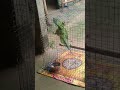 Baarish ka mosam hai . parrot Bird. green colour parrot Bird. #parrot #pets #greenparrot