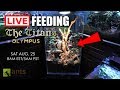 Live Feeding Of The New Titans (Asian Marauder Ants) In Olympus